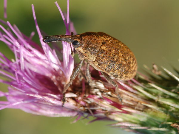 Larinus sp. di colore rossastro